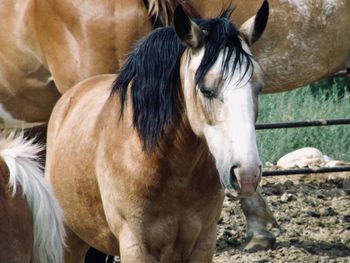 Close-up of horse on field