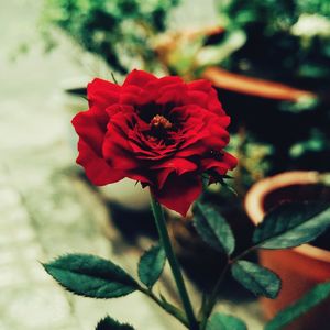 Close-up of red flower