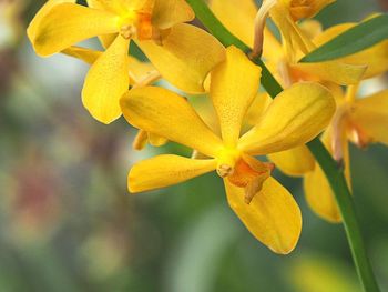 Close-up of yellow flowers