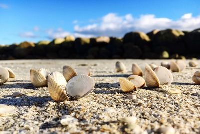 Surface level of rocks on shore