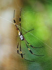 Close-up of spider and web