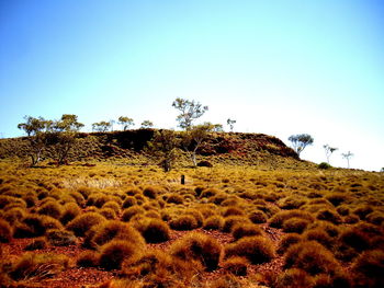 Scenic view of field against clear sky