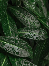 Close-up of green leaves