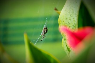 Close-up of insect on flower