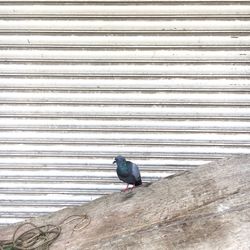 View of pigeon perching on wall