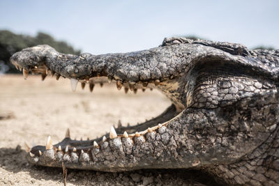 Close-up of animal skull