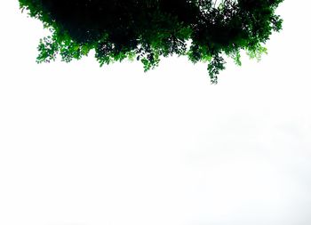 Low angle view of tree against clear sky