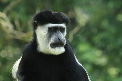 Portrait of a guereza monkey in uganda