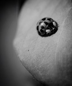 Close-up of ladybug on leaf