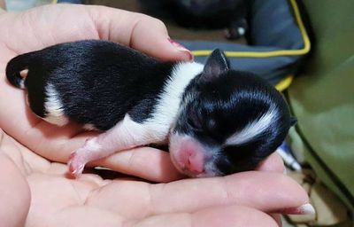 Close-up of hand holding puppy