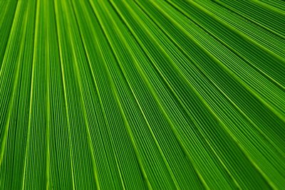 Full frame shot of palm leaf