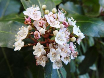 Close-up of white flowering plant