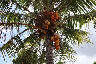 Low angle view of coconut palm tree against sky