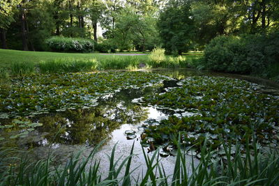 Scenic view of lake by trees