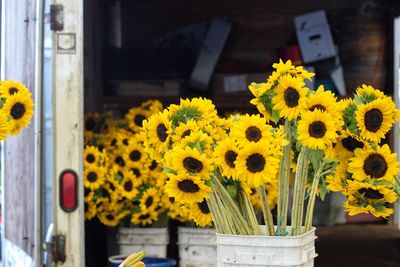 Close-up of yellow daffodil flowers in shop