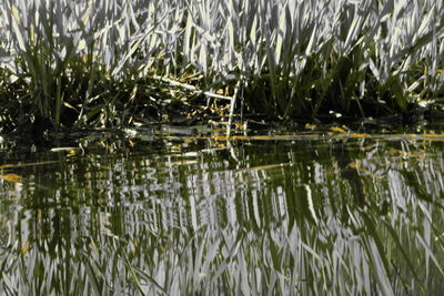 Close-up of plants in lake