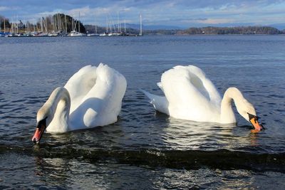 Swans on sea shore