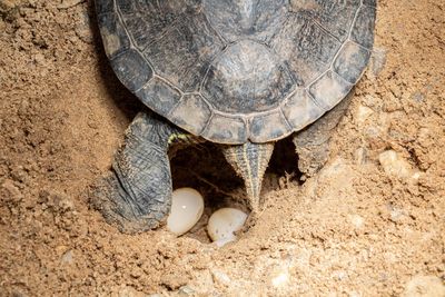 High angle view of turtle laying eggs on sand 