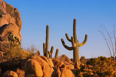 Low angle view of cactus against clear sky