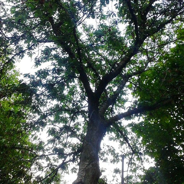 tree, low angle view, growth, branch, tranquility, green color, nature, forest, beauty in nature, tree trunk, sky, tranquil scene, scenics, day, lush foliage, outdoors, no people, green, sunlight, idyllic