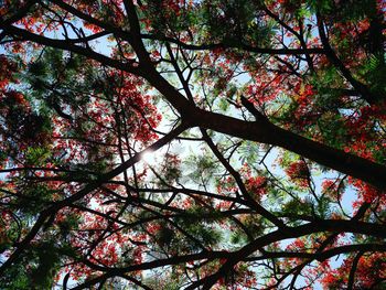 Low angle view of tree against sky