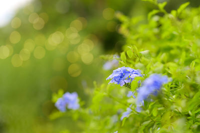 Plumbago auriculata widely known as plumbago capensis.