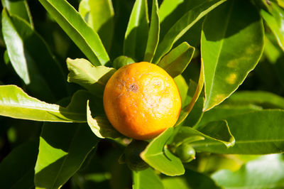 Close-up of lemon growing on tree