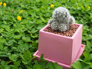 Close-up of potted plant