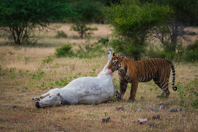 Tiger hunting cow in forest