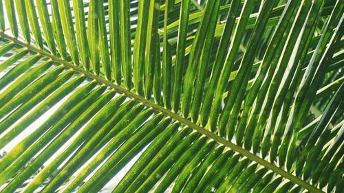 Full frame shot of palm leaves
