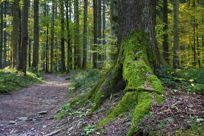 Pine trees in forest