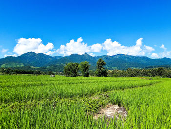 Scenic view of agricultural field against sky