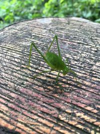 Close-up of insect on leaf