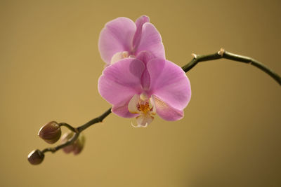 Close-up of pink flower