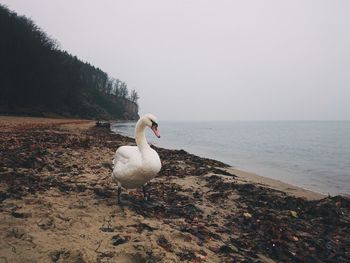 Seagulls on the beach