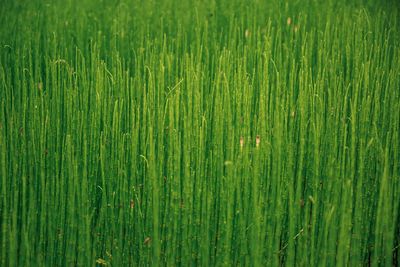 Full frame shot of corn field