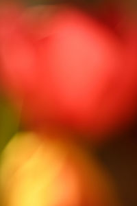 Full frame shot of red flower