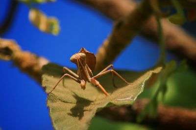 Close-up of insect on leaf