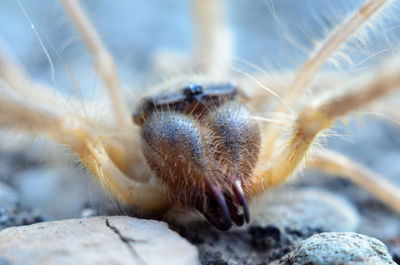 Spider close-up