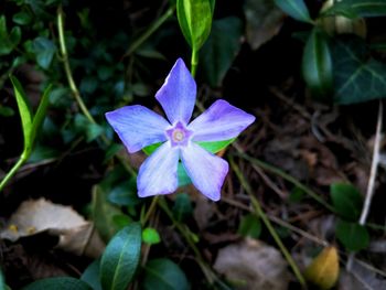 Close-up of purple flowering plant