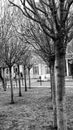 Bare trees in park