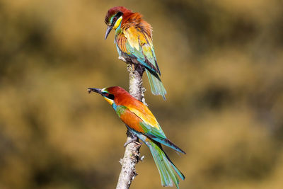 Close-up of bird perching on branch