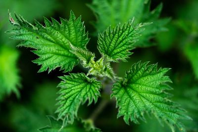 Close-up of fresh nettle leaves