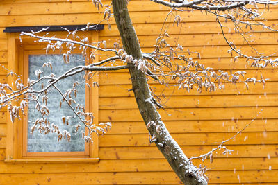 Close-up of icicles on tree against building