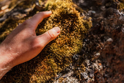 Hand touching drought moss