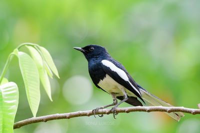 Close-up of bird perching on branch