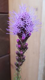 Close-up of purple flowering plant
