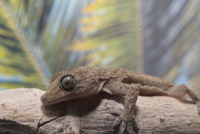 Close-up of a lizard on rock