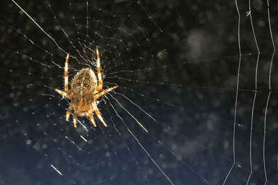 Close-up of spider on web