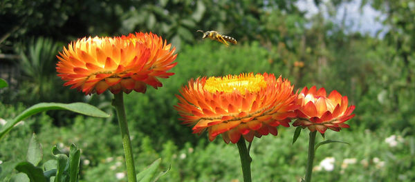 Close-up of orange flowers